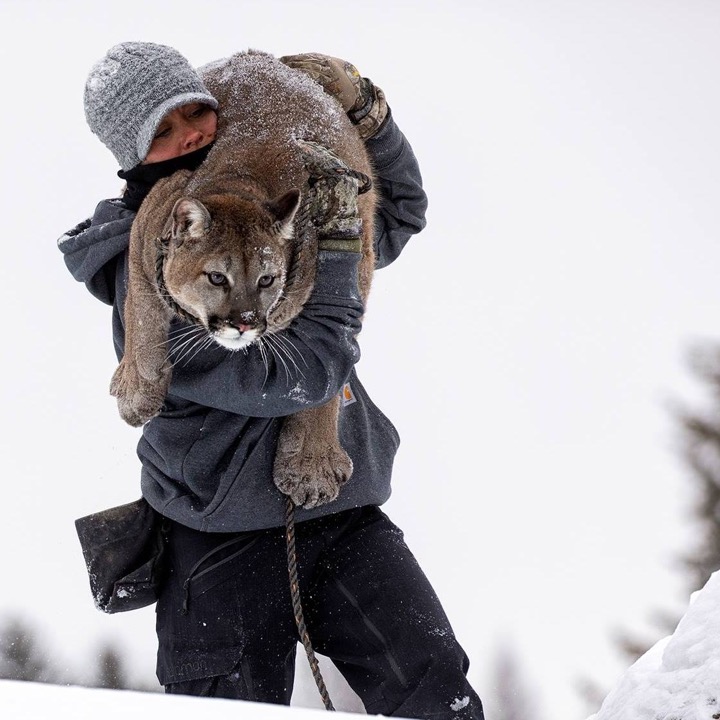 Handler carrying a cougar through deep snow